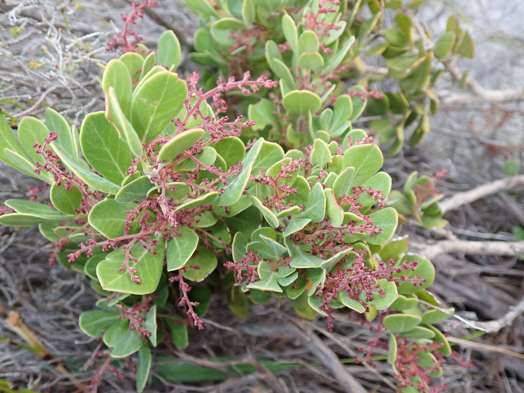 Image of Searsia scytophylla (Eckl. & Zeyh.) Moffett