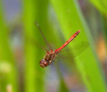 Image of Common Darter