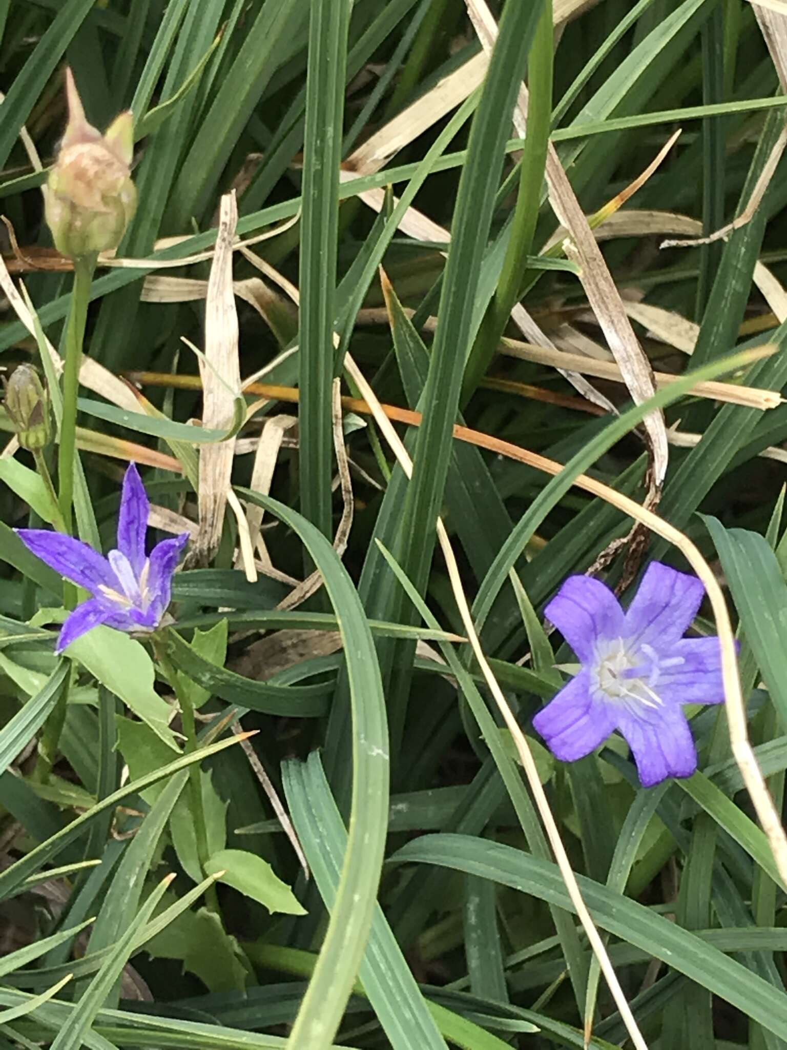 Image de Campanula wilkinsiana Greene