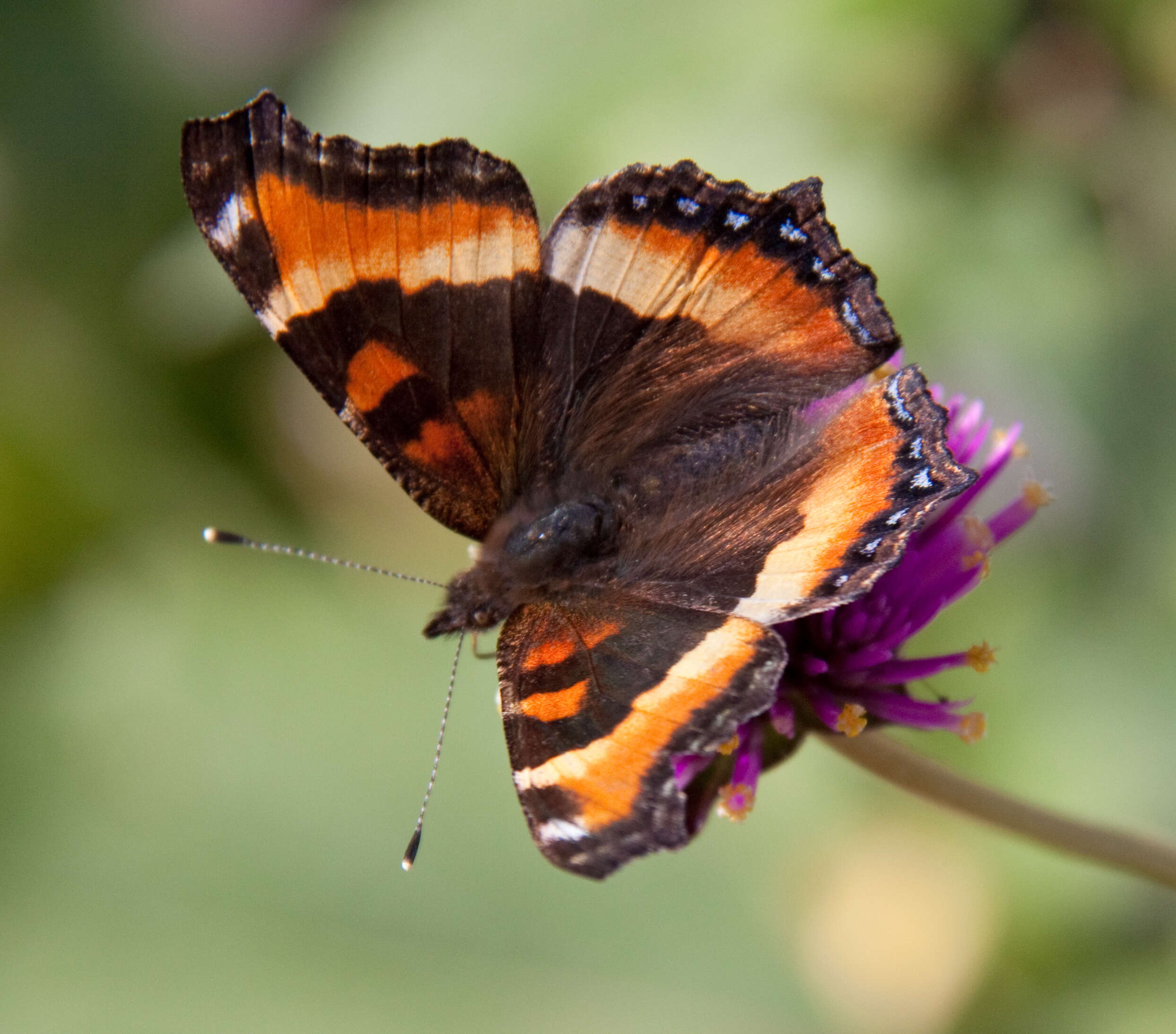 Image of Milbert's Tortoiseshell