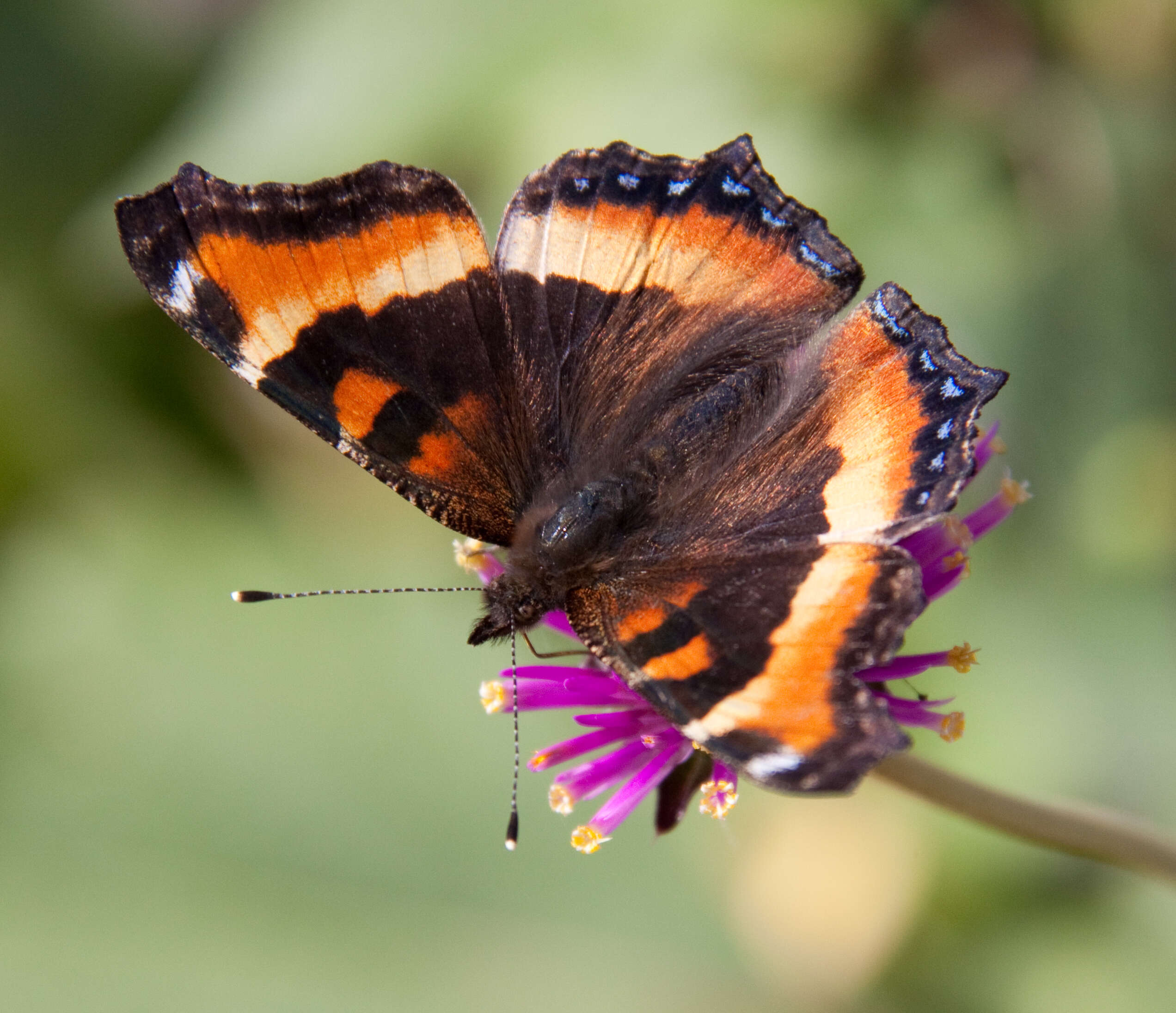 Image of Milbert's Tortoiseshell