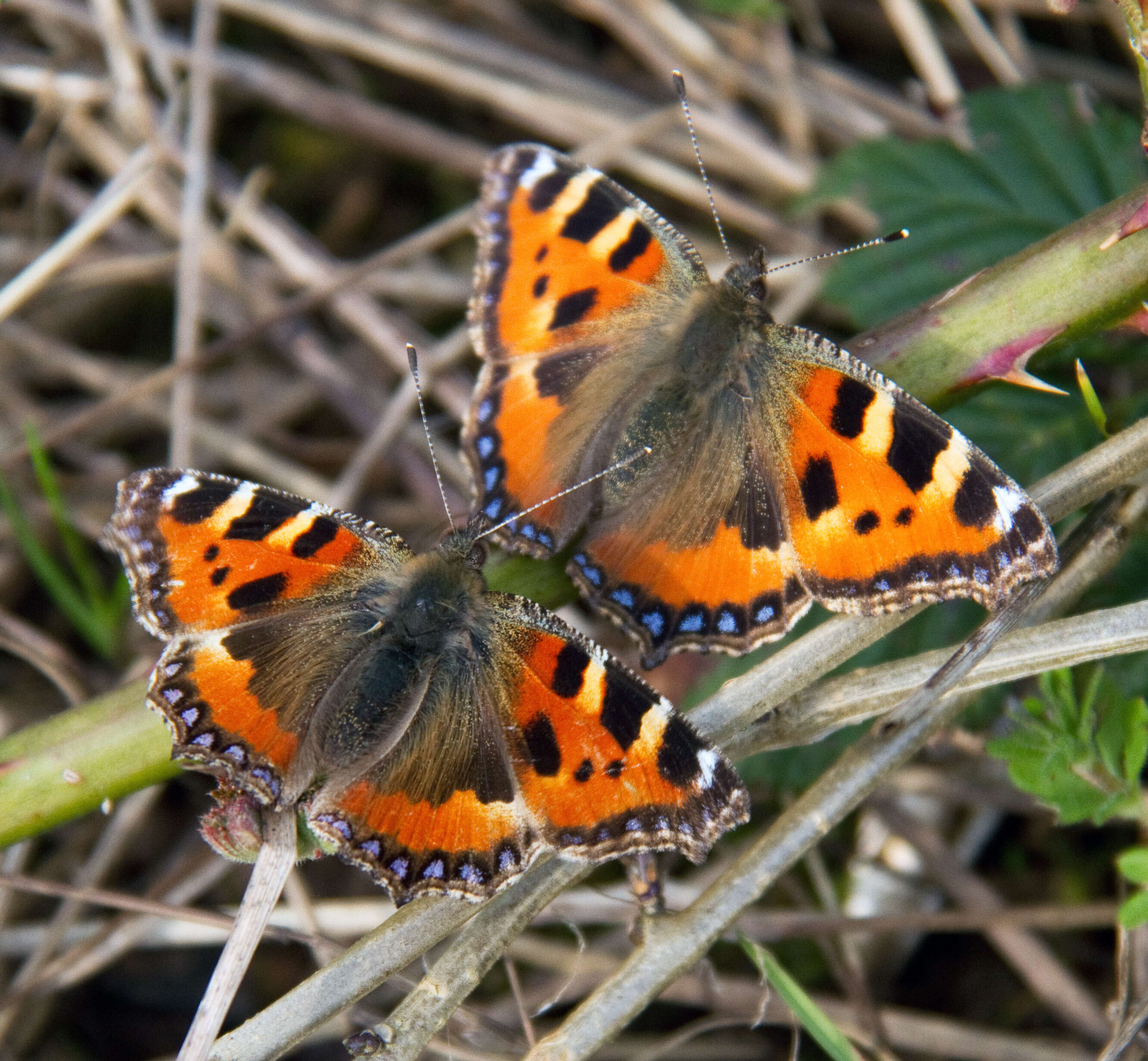 Imagem de Aglais urticae Linnaeus 1758