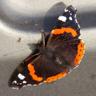 Imagem de Vanessa atalanta Linnaeus 1758