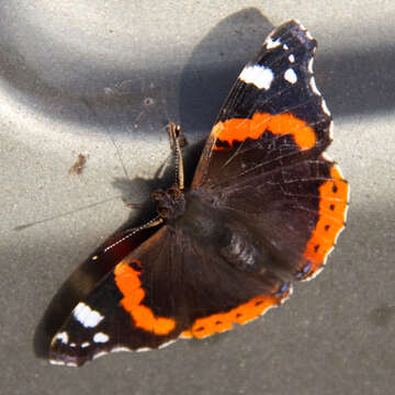 Imagem de Vanessa atalanta Linnaeus 1758