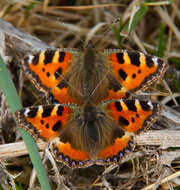 Imagem de Aglais urticae Linnaeus 1758