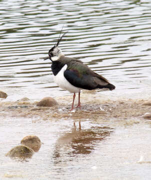 Image of Lapwing