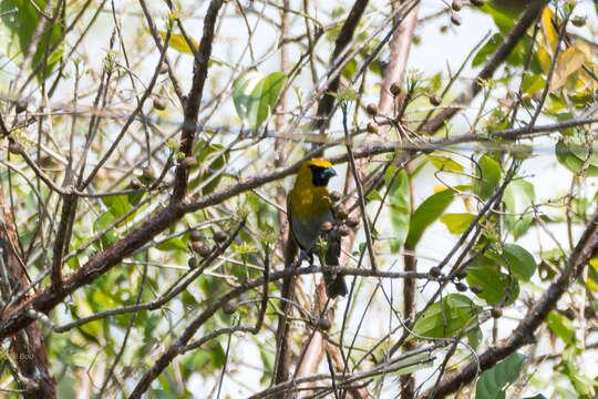 Image of Black-faced and Yellow-green Grosbeaks