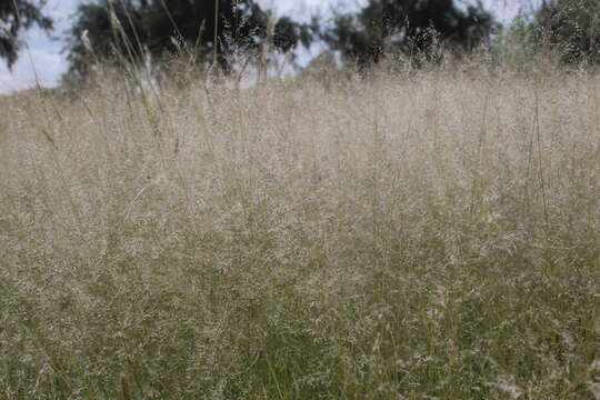 Image of plains lovegrass