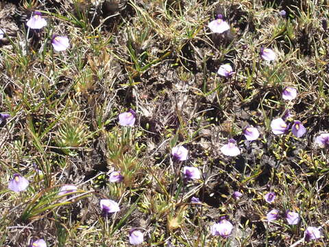 Image of Utricularia dichotoma subsp. novae-zelandiae