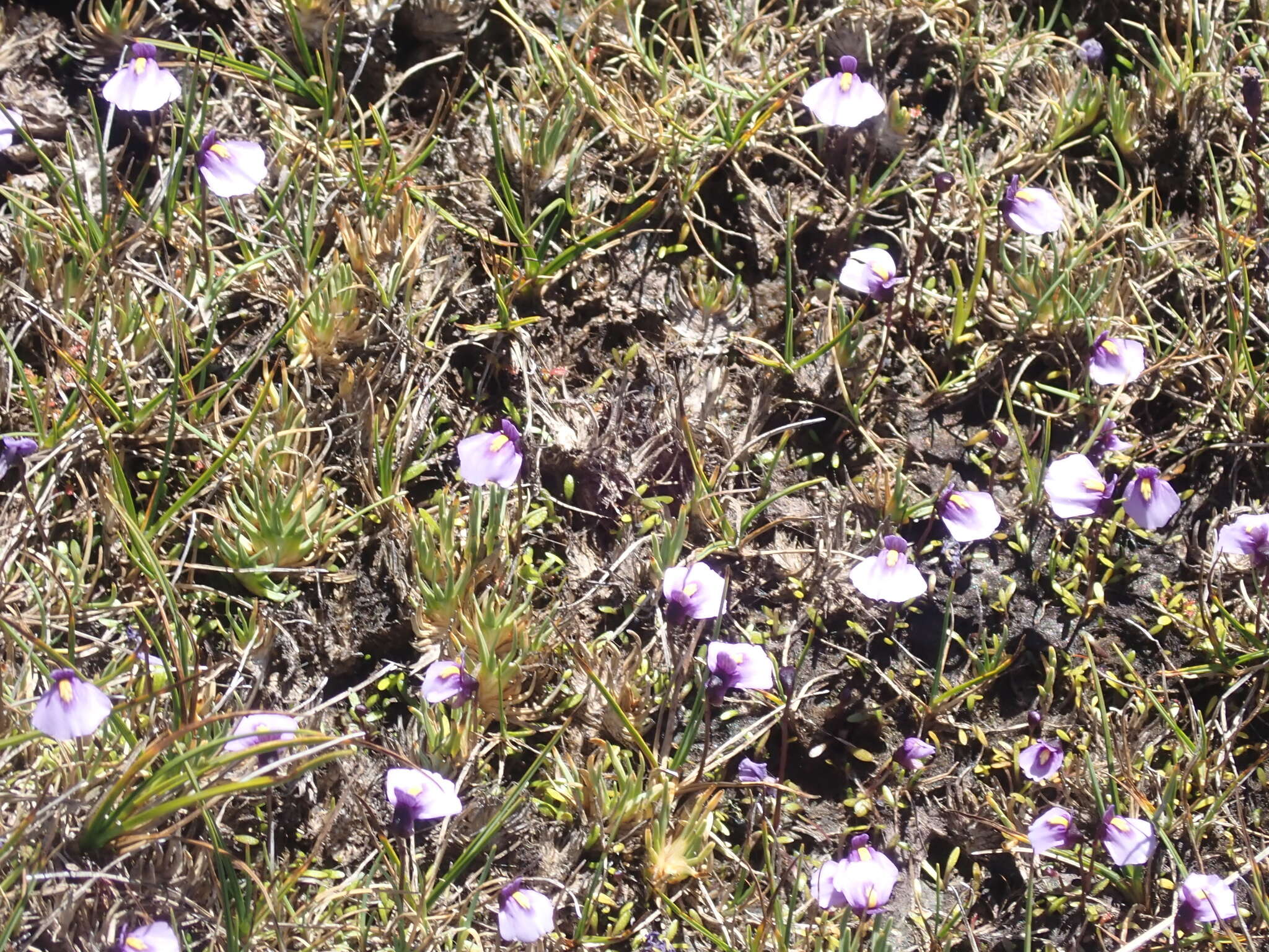 Plancia ëd Utricularia dichotoma subsp. novae-zelandiae