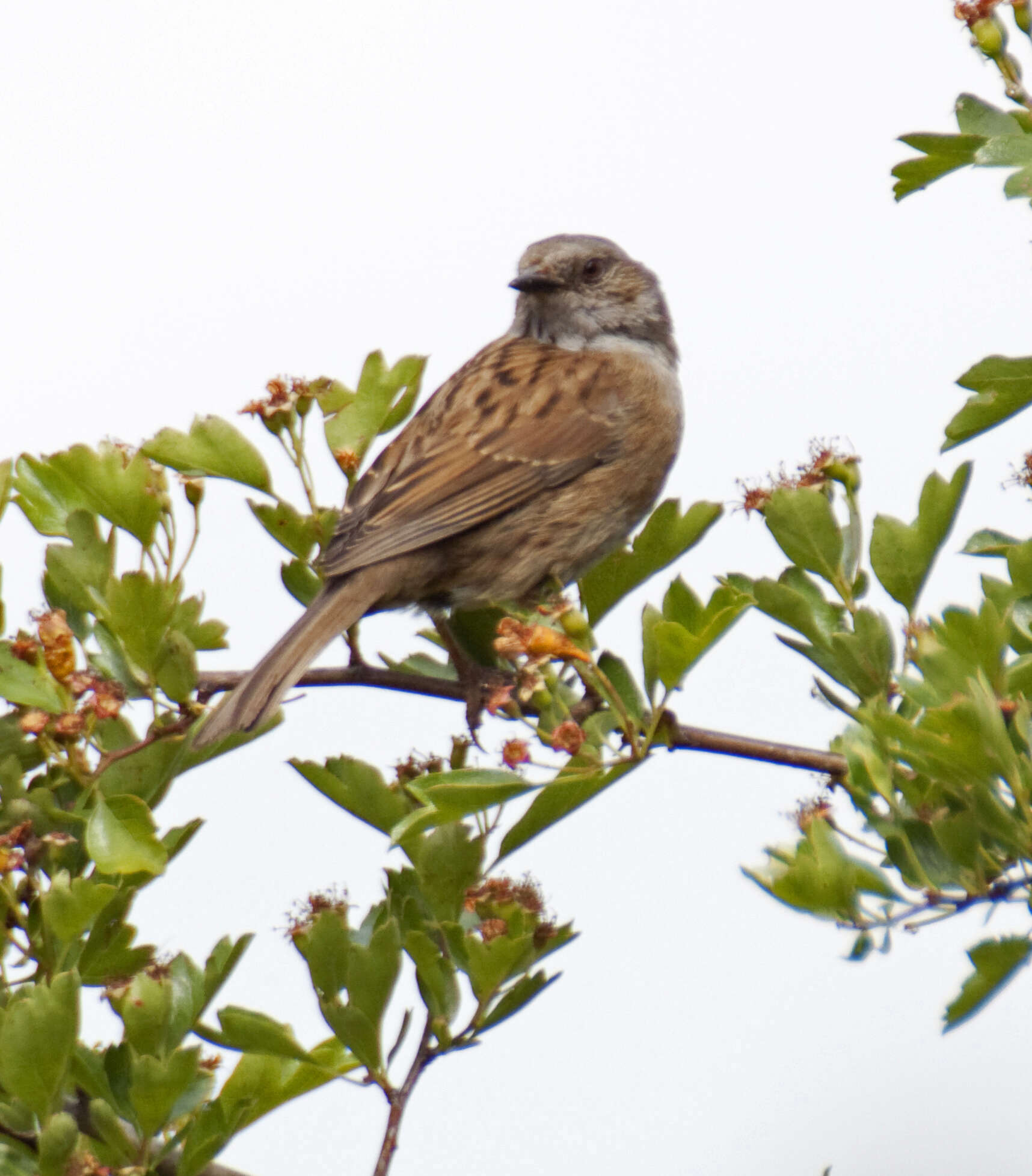 Image of Dunnock