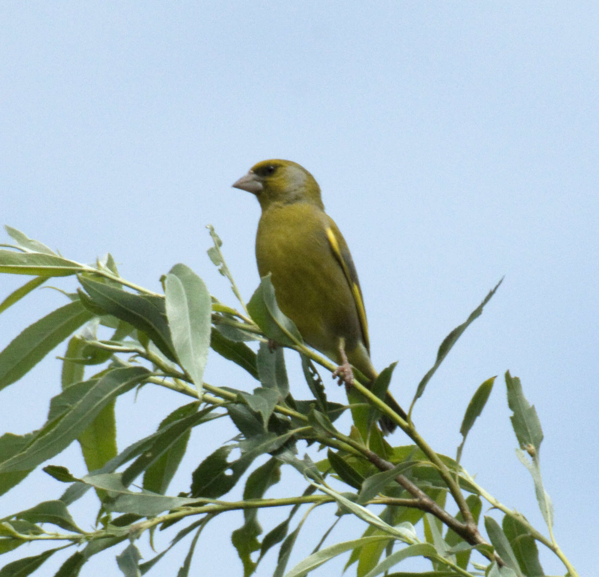 Image of Chloris Cuvier 1800