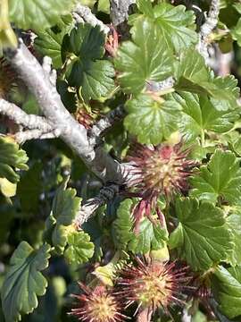 Imagem de Ribes roezlii var. roezlii