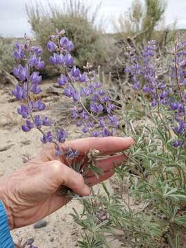 صورة Lupinus caudatus