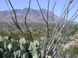 Image of Beavertail Cactus