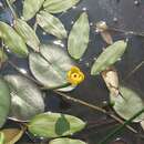 Imagem de Nuphar microphylla (Pers.) Fern.