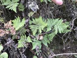 Image of Maxon's goldback fern