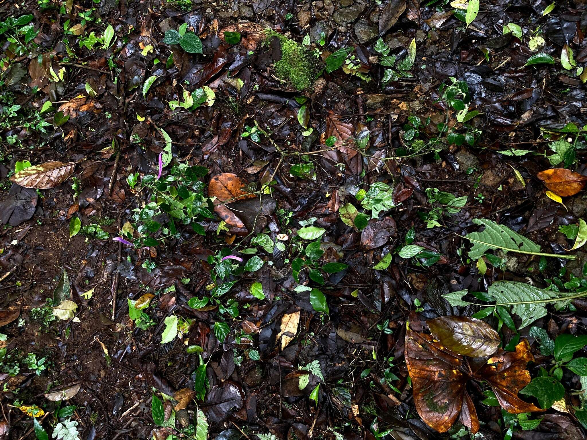 Image of Poikilacanthus macranthus Lindau