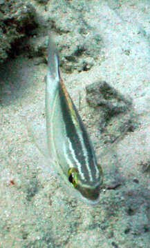 Image of two-lined monocle bream