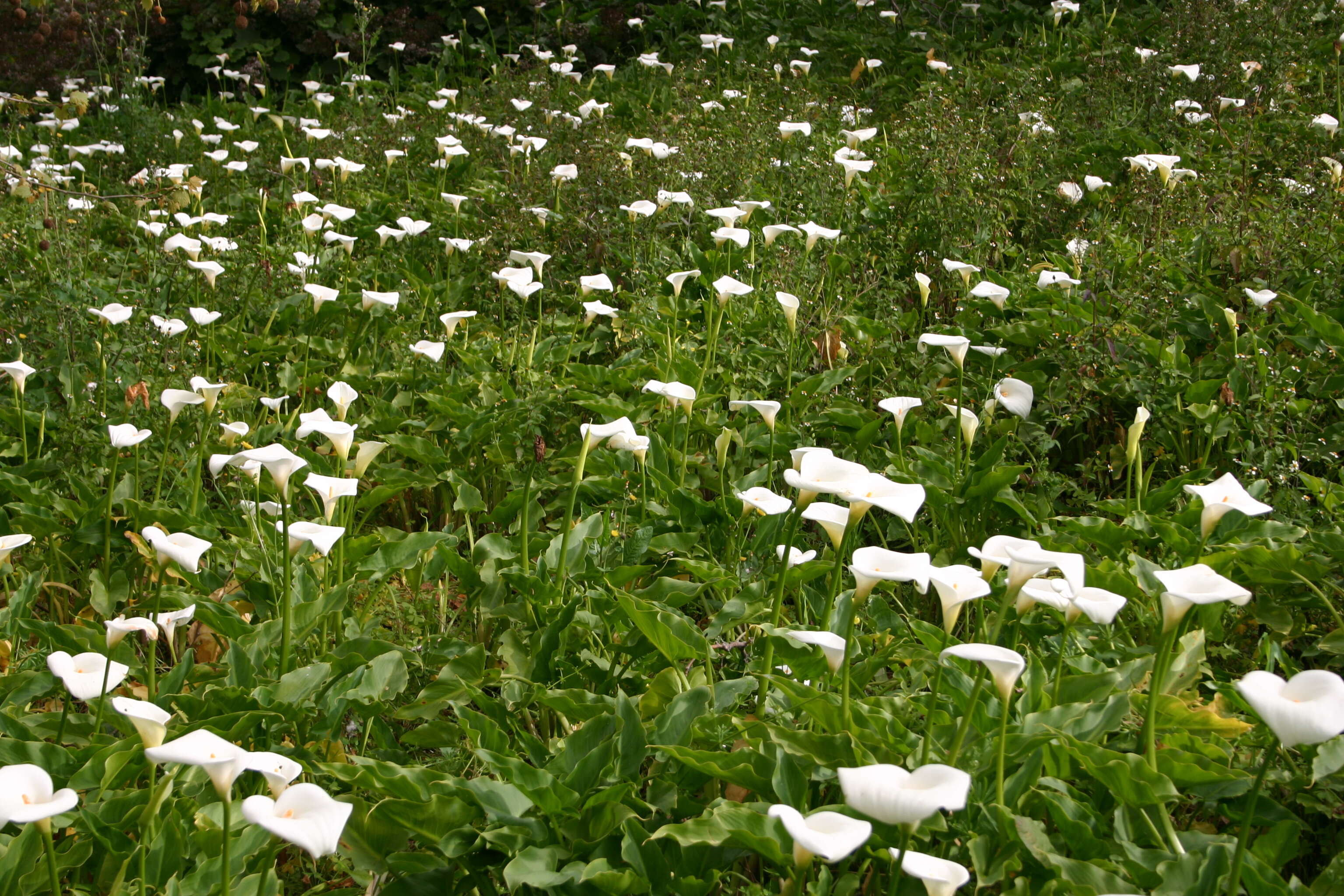 Image of Arum lily