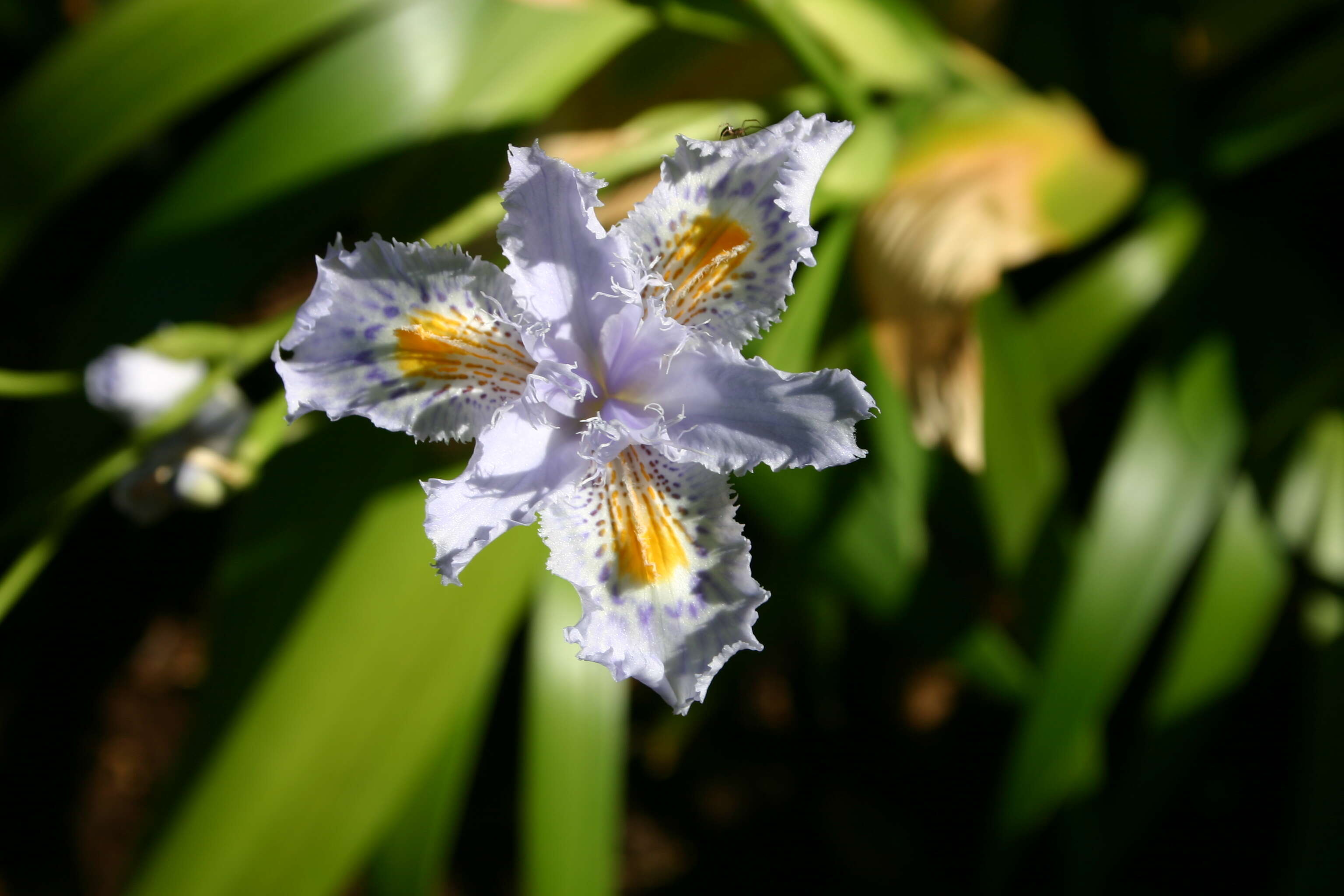 Sivun Iris japonica Thunb. kuva