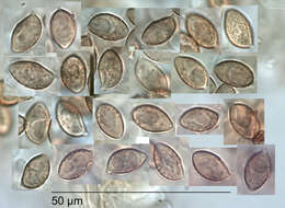 Image of Galerina oreophila A. E. Wood 2001