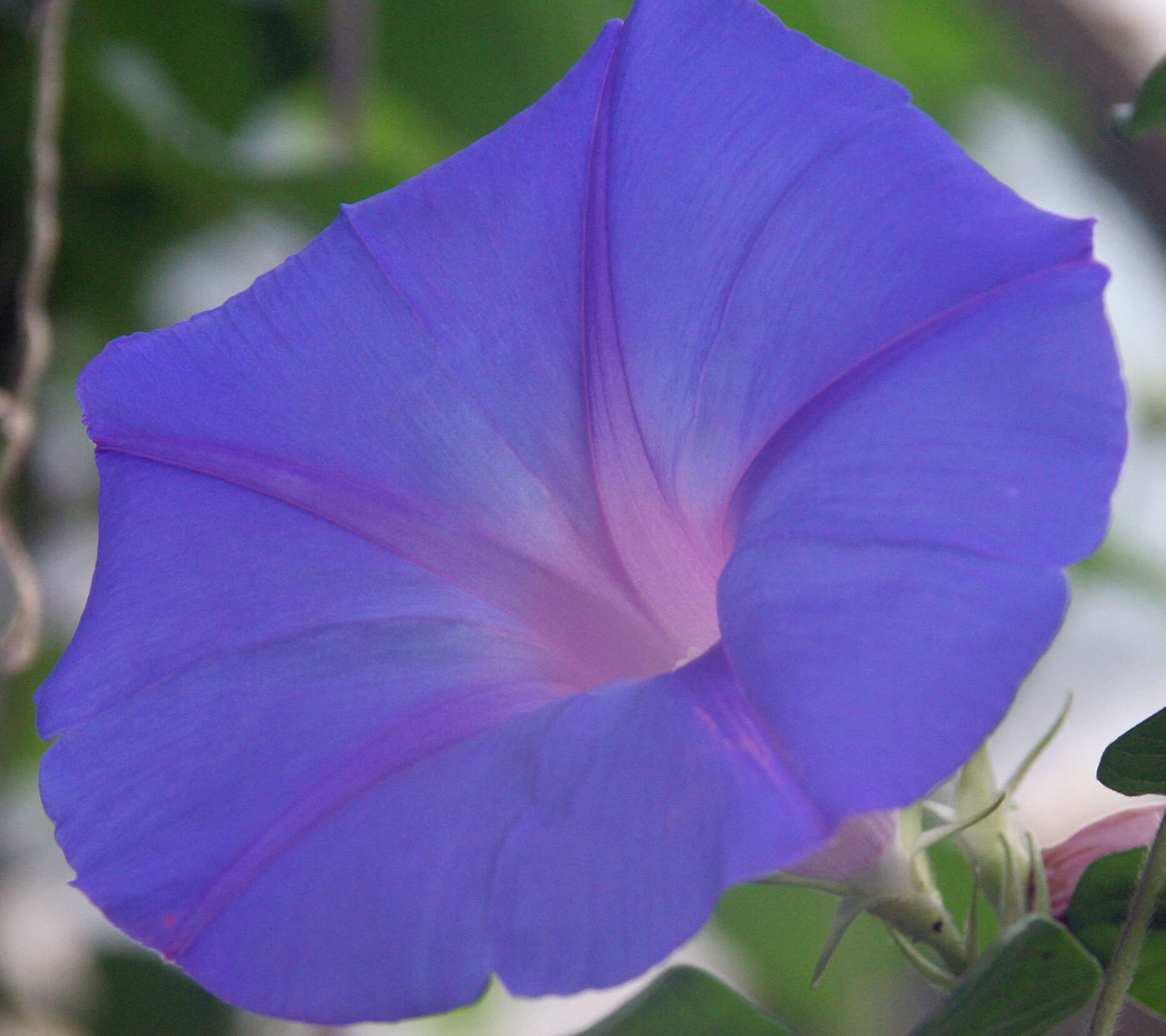 Image of Blue morning glory