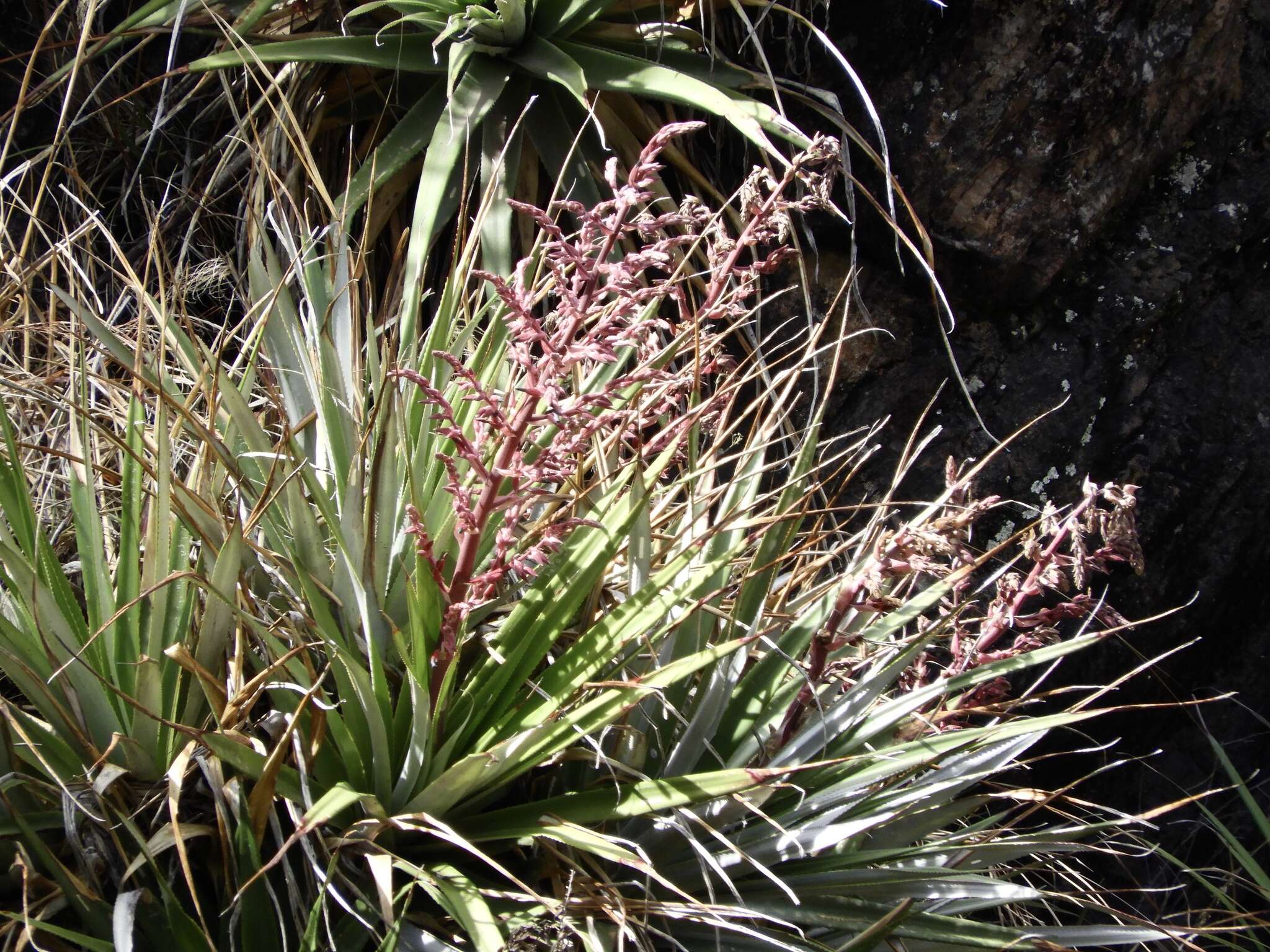 Imagem de Puya spathacea (Griseb.) Mez