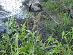 Image of Raven-Foot Sedge