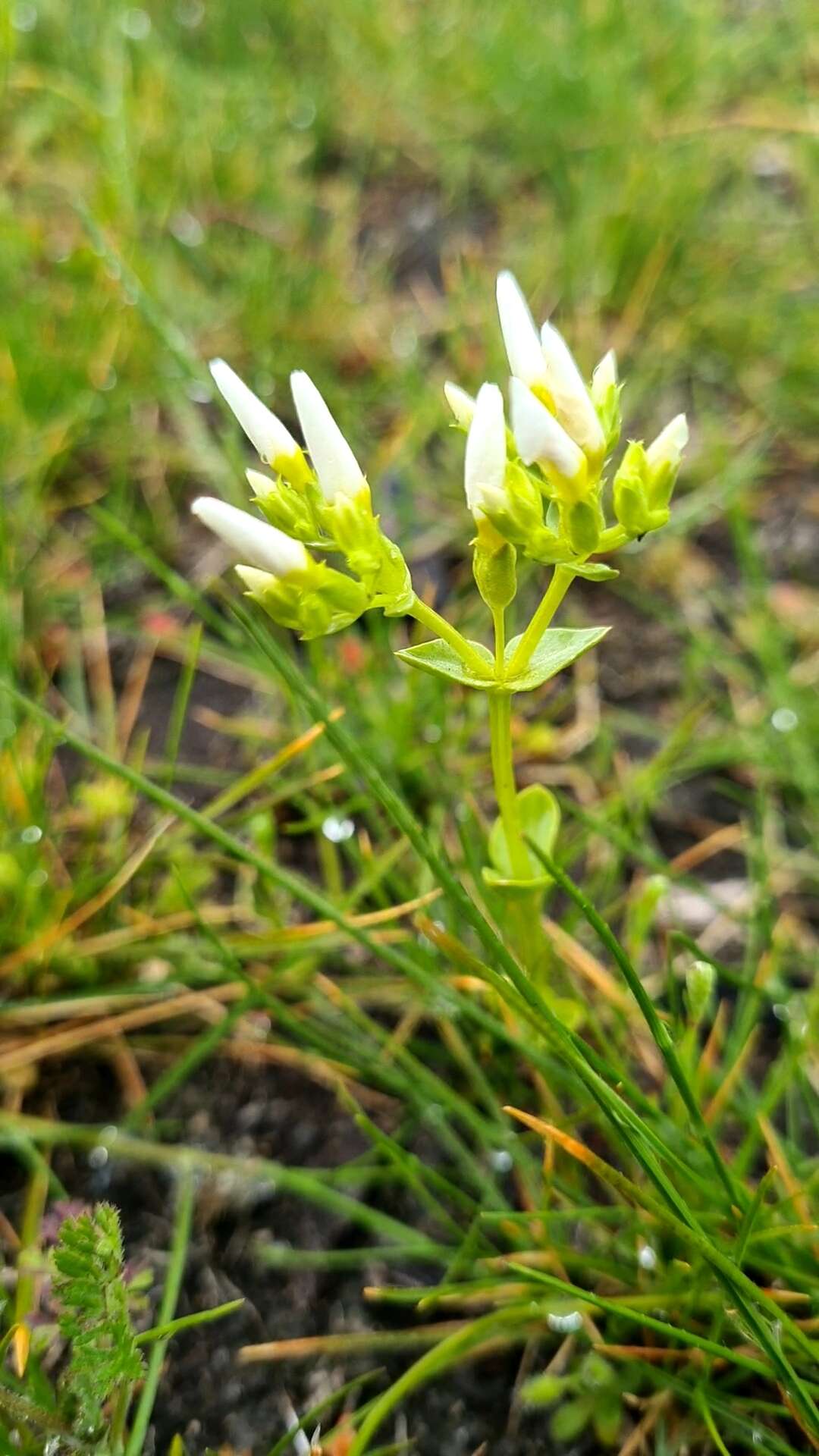 Image of Sebaea albens (L. fil.) Sm.