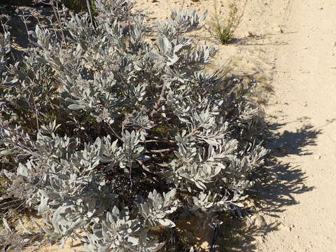 Image of Pacific yerba santa