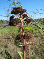 Hylotelephium telephium (L.) H. Ohba resmi