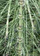 Image of Great Horsetail