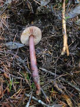 Image of Phaeocollybia kauffmanii (A. H. Sm.) Singer 1940