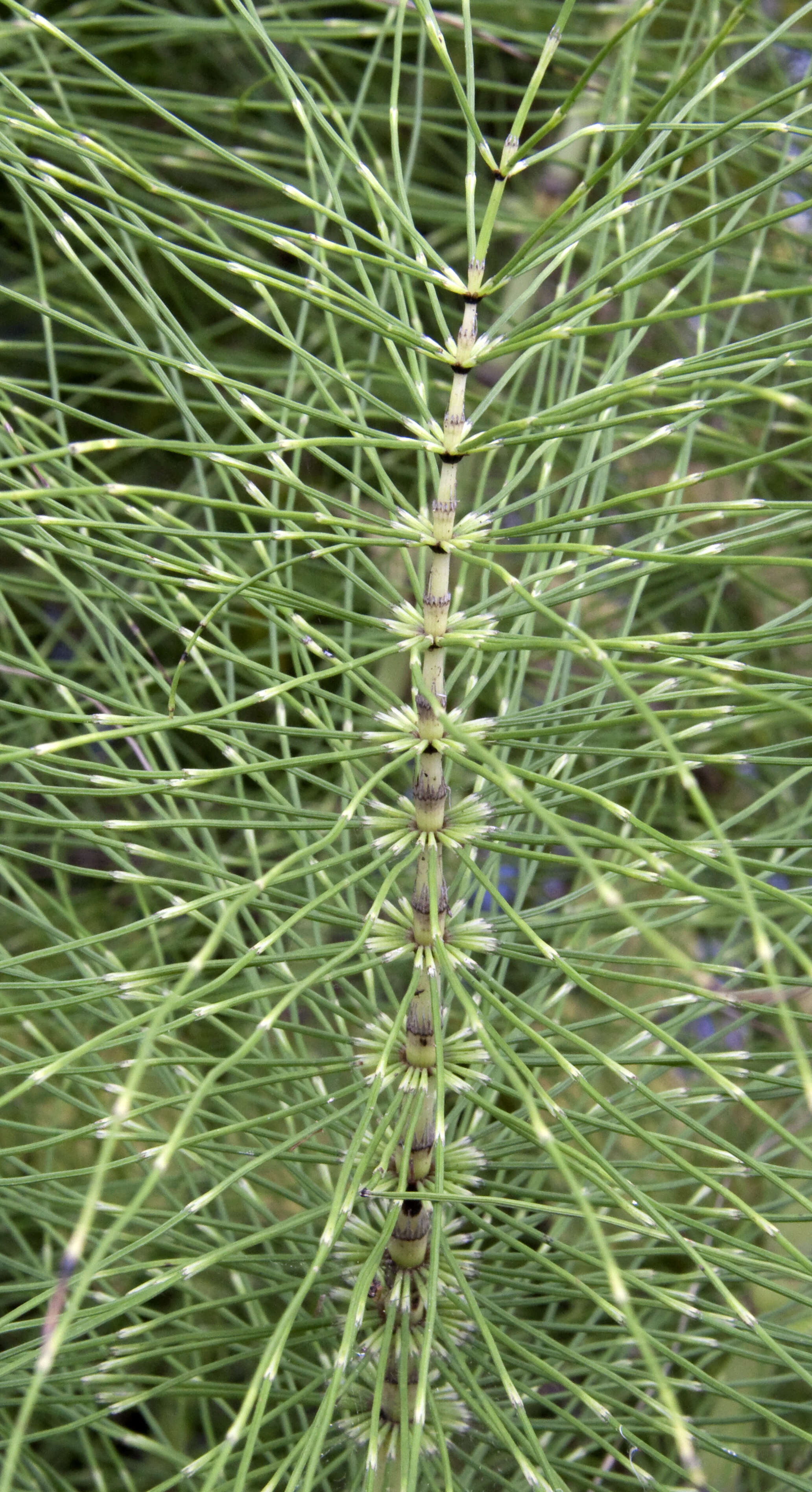 Image of Great Horsetail