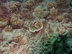 Image of pore coral