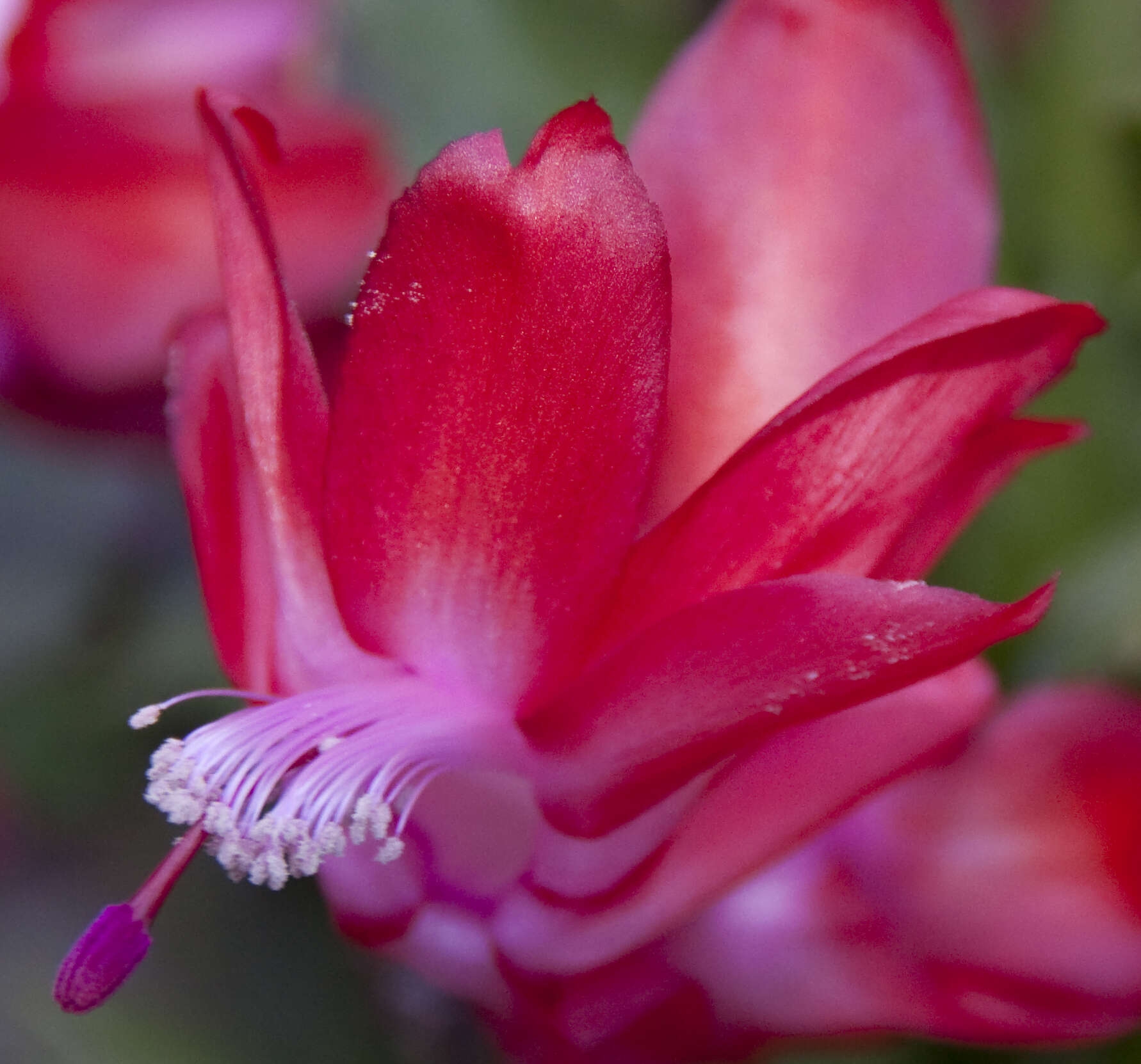 Plancia ëd Schlumbergera truncata (Haw.) Moran