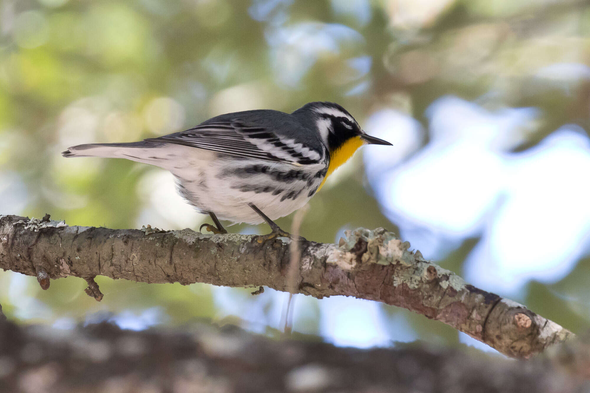 Image of Yellow-throated Warbler