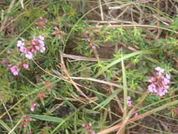 Image of Muraltia ericoides (Burm. fil.) Steud.