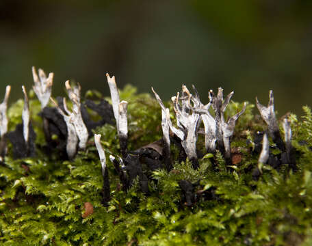 Image of Candle-snuff Fungus