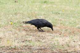 Image of Little Raven