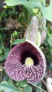 صورة Aristolochia elegans Mast.