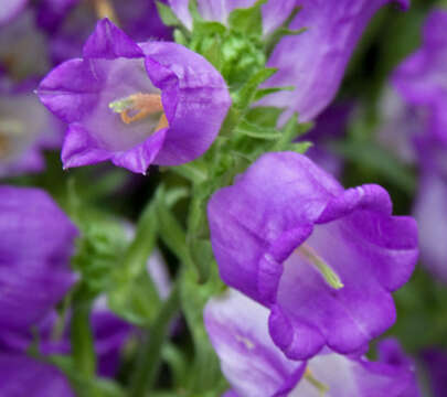 Image of Canterbury Bells