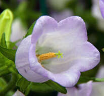 Image of Canterbury Bells