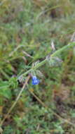 صورة Salvia misella Kunth