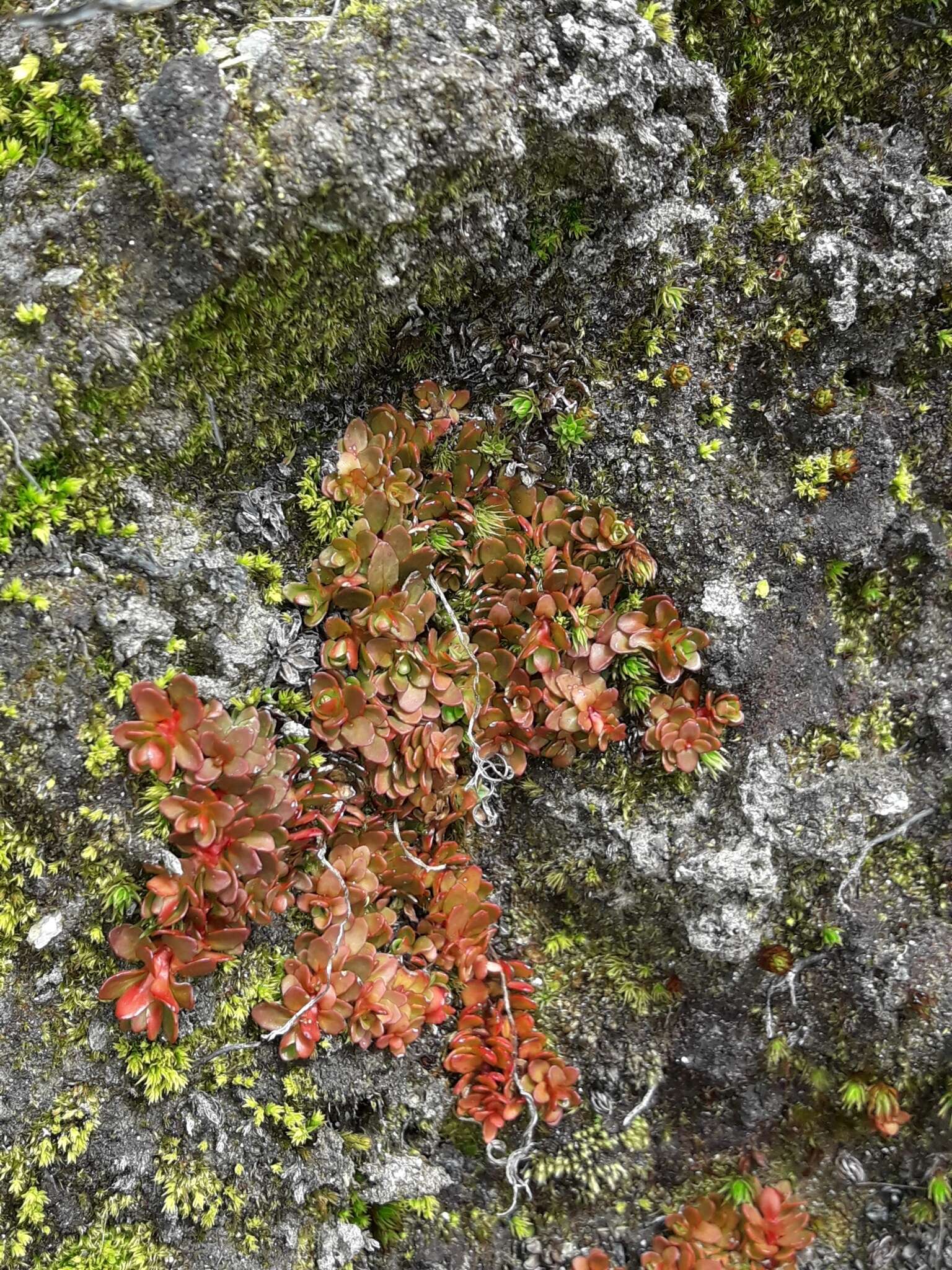 Imagem de Epilobium tasmanicum Hausskn.