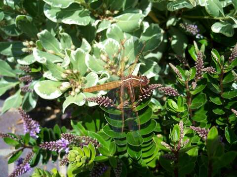 Image of Flame Skimmer