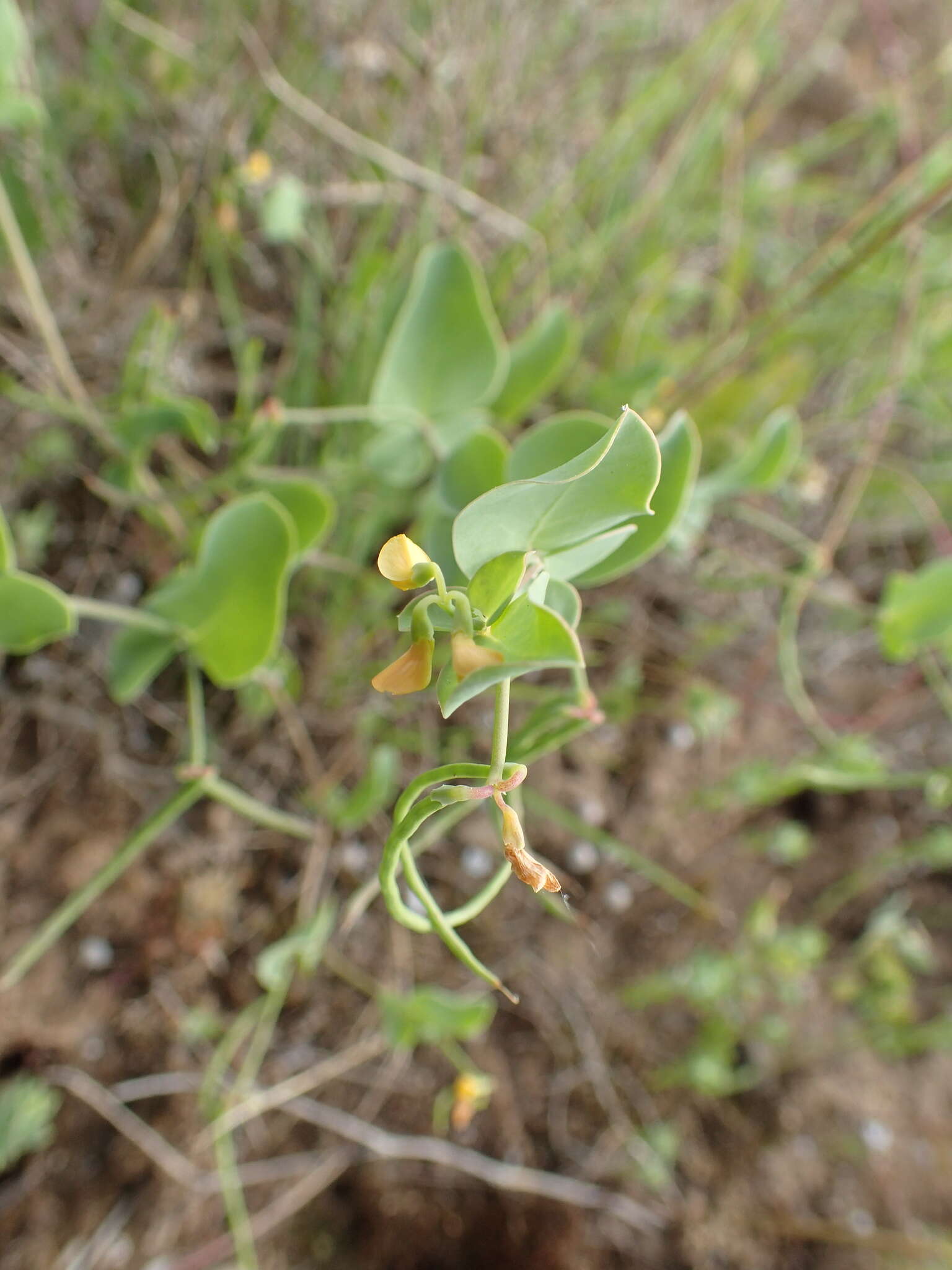 Image of yellow crownvetch