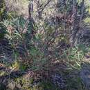 Sivun Hakea incrassata R. Br. kuva