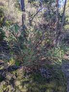 Image of Hakea incrassata R. Br.